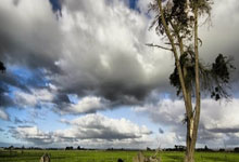 多纳鲁马：托纳利是我的好朋友，他会是未来很多年里最强中场之一.